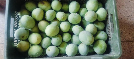 Why Do We Make Pickles Only from Ramkela Mangoes?