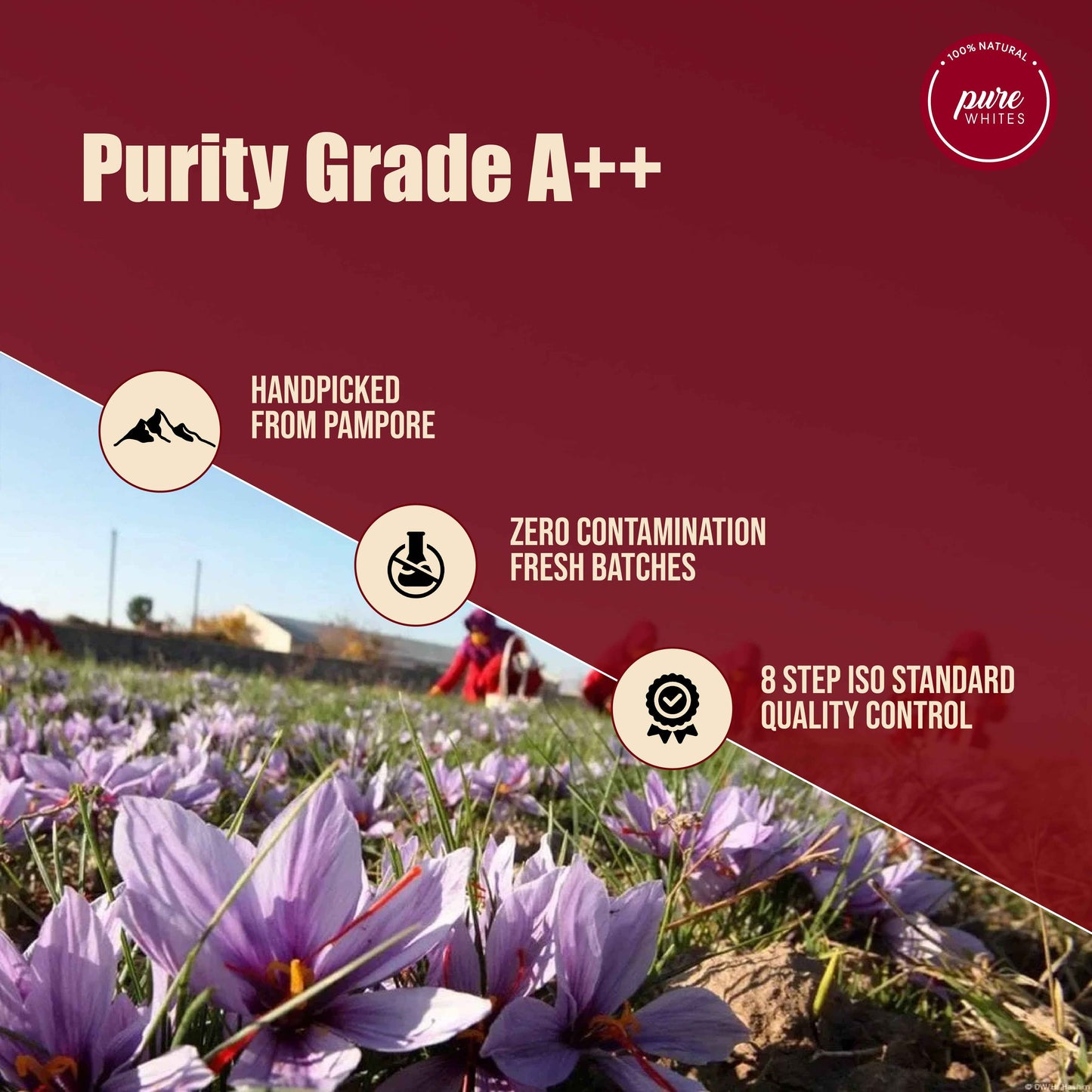 Pure Kashmiri Mongra Saffron - Handpicked, Grade A++ Kesar | 100% Authentic & Lab-Tested