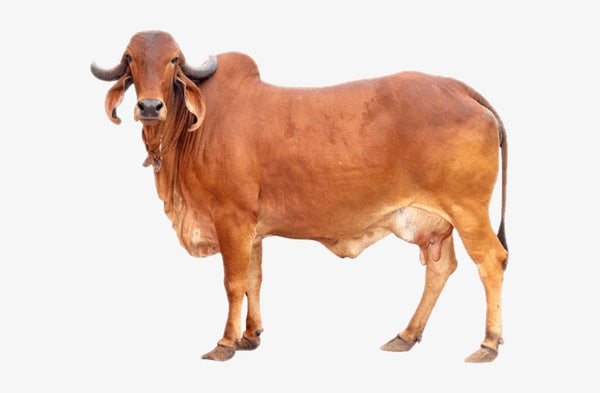 A2 Desi Cow Ghee from Desi Cow’s Super Milk: Why Breed Matters?