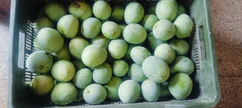 Why Do We Make Pickles Only from Ramkela Mangoes?