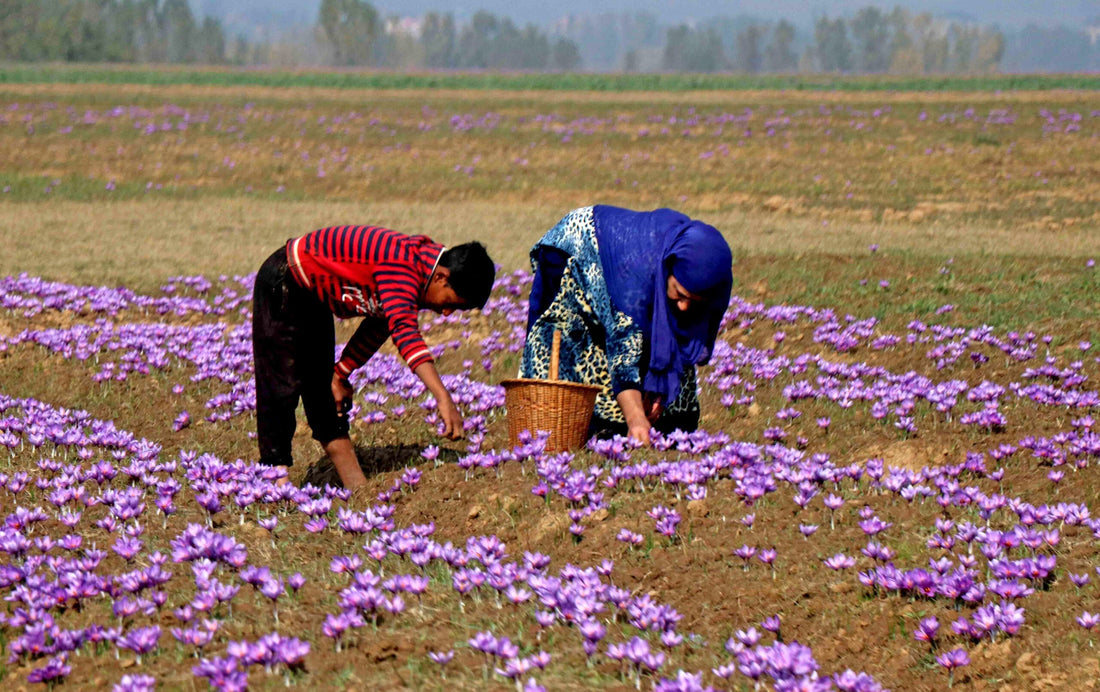 The Harvesting Process of Kashmiri Saffron: Why Is It So Rare? - Pure Whites